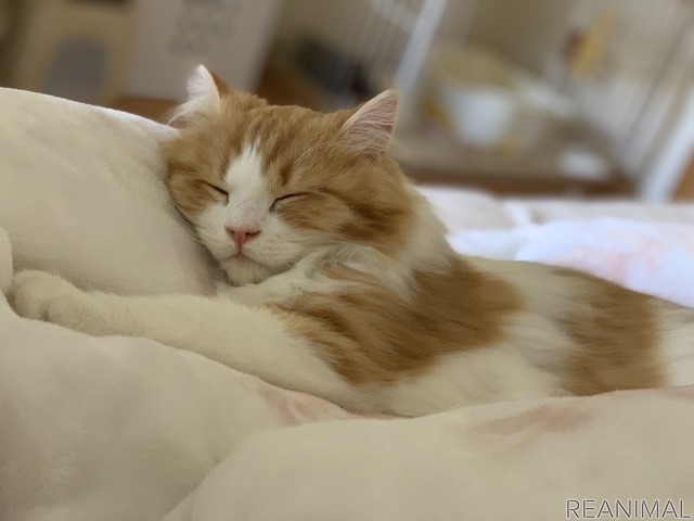 「WEBねこにすと~ねこ寝っこ篇~」