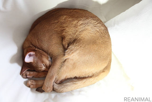 「WEBねこにすと~ねこ寝っこ篇~」