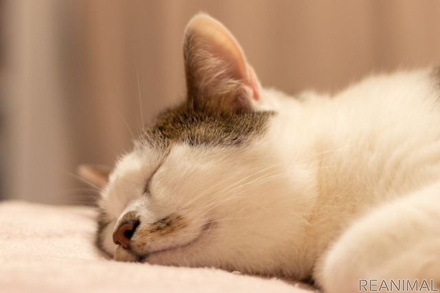 「WEBねこにすと~ねこ寝っこ篇~」