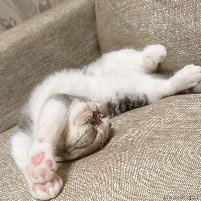 「WEBねこにすと~ねこ寝っこ篇~」