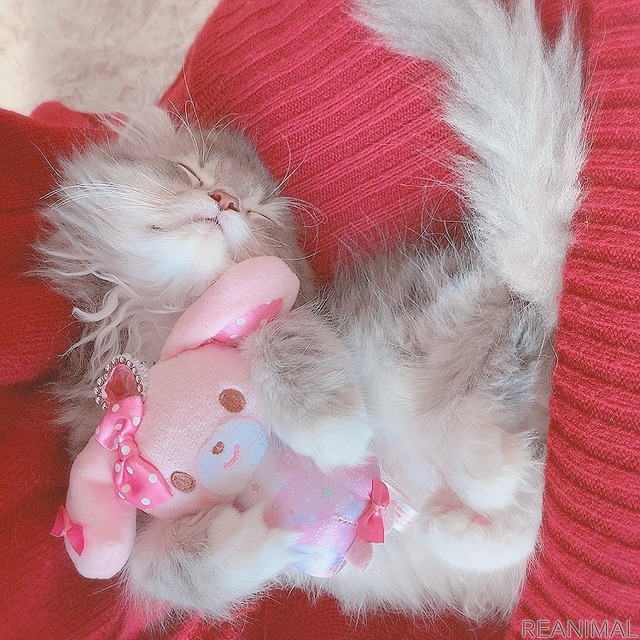 「WEBねこにすと~ねこ寝っこ篇~」