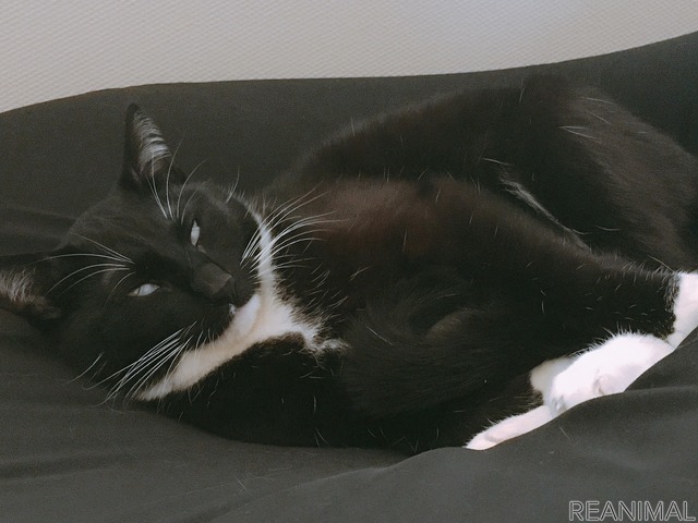「WEBねこにすと~ねこ寝っこ篇~」