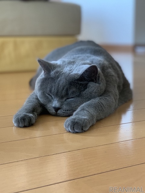 「WEBねこにすと~ねこ寝っこ篇~」