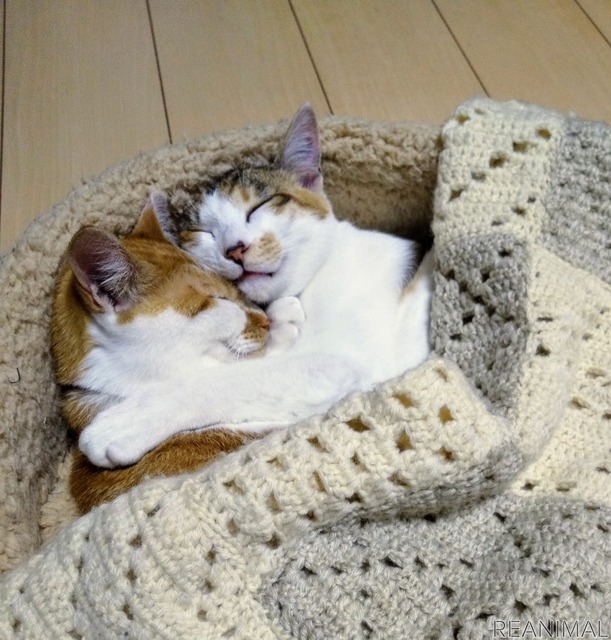 「WEBねこにすと~ねこ寝っこ篇~」
