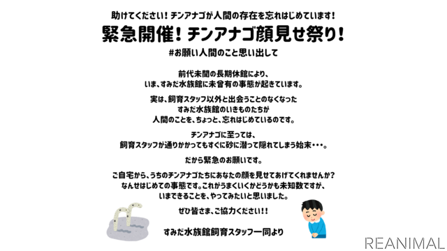 すみだ水族館「チンアナゴ顔見せ祭り」を緊急開催
