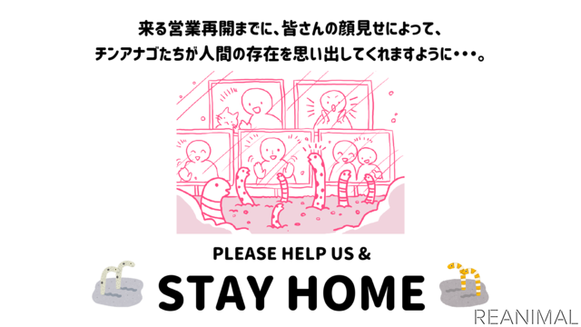 すみだ水族館「チンアナゴ顔見せ祭り」を緊急開催