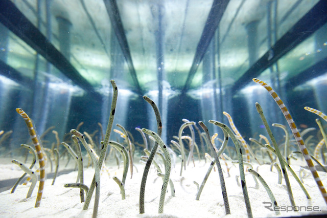 すみだ水族館「チンアナゴ顔見せ祭り」を緊急開催