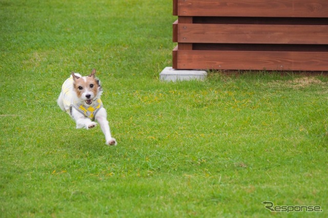 ドライブ時、正しい愛犬の乗せ方