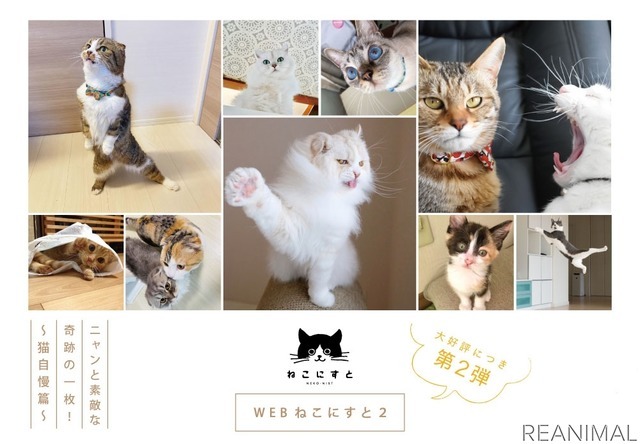 「WEBねこにすと~ニャンと素敵な奇跡の一枚!~」