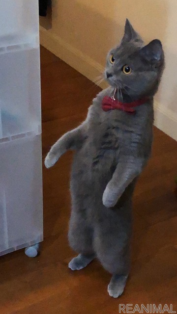 「WEBねこにすと~ニャンと素敵な奇跡の一枚!~」
