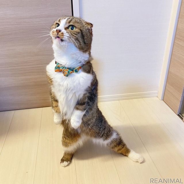 「WEBねこにすと~ニャンと素敵な奇跡の一枚!~」