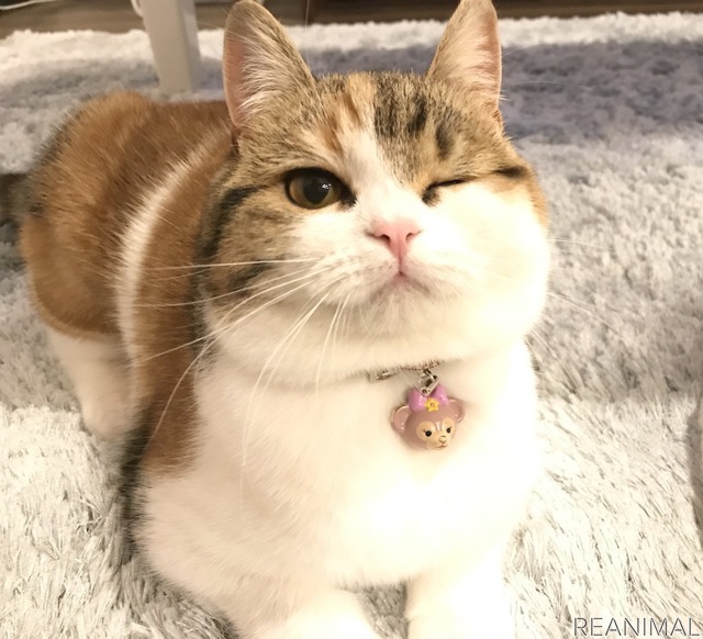「WEBねこにすと~ニャンと素敵な奇跡の一枚!~」