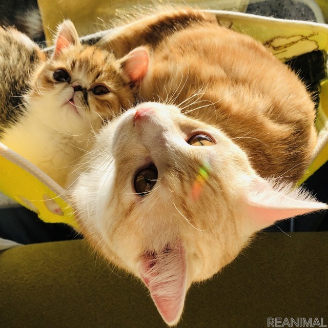 「WEBねこにすと~ニャンと素敵な奇跡の一枚!~」