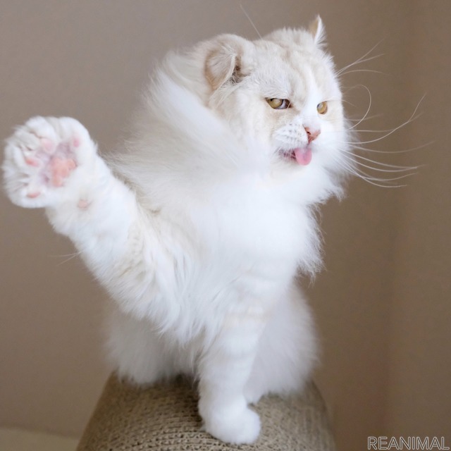 「WEBねこにすと~ニャンと素敵な奇跡の一枚!~」