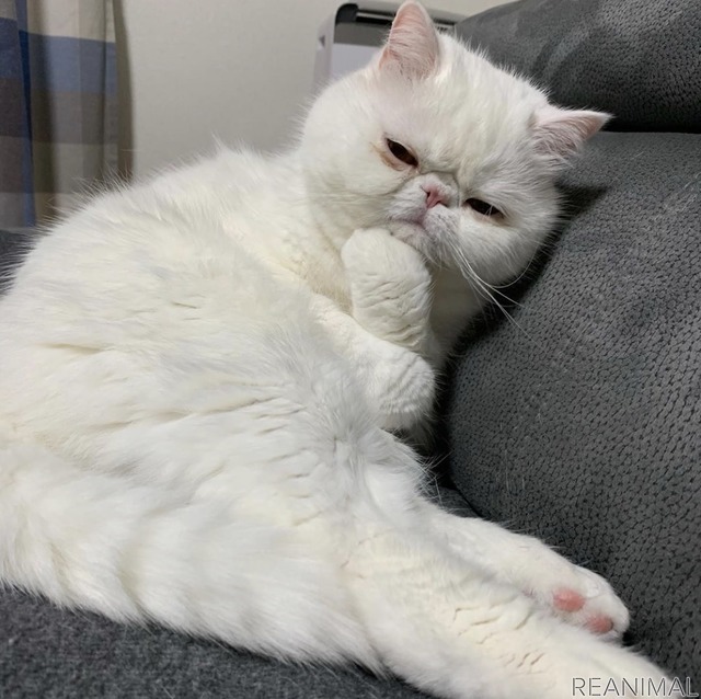 「WEBねこにすと~ニャンと素敵な奇跡の一枚!~」