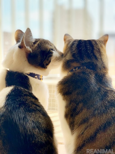 「WEBねこにすと~ニャンと素敵な奇跡の一枚!~」