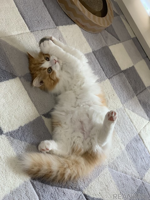 「WEBねこにすと~ニャンと素敵な奇跡の一枚!~」