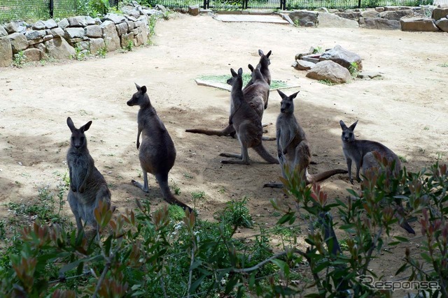 周回中に紹介されるカンガルー　※事前に撮影