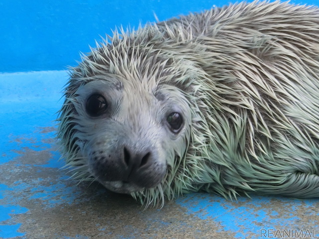 ゴマフアザラシの赤ちゃんの貴重映像を公開