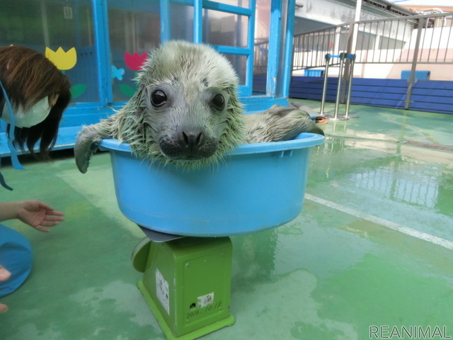 ゴマフアザラシの赤ちゃんの貴重映像を公開