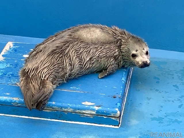 ゴマフアザラシの赤ちゃんの貴重映像を公開