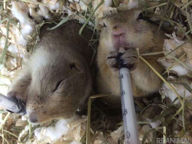 豆乳大好き!