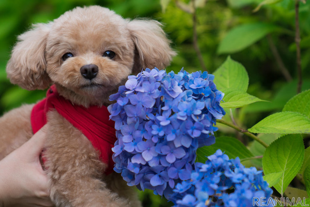紫陽花が満開です