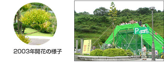 【夏休み】100年に1度？　いよいよ開花