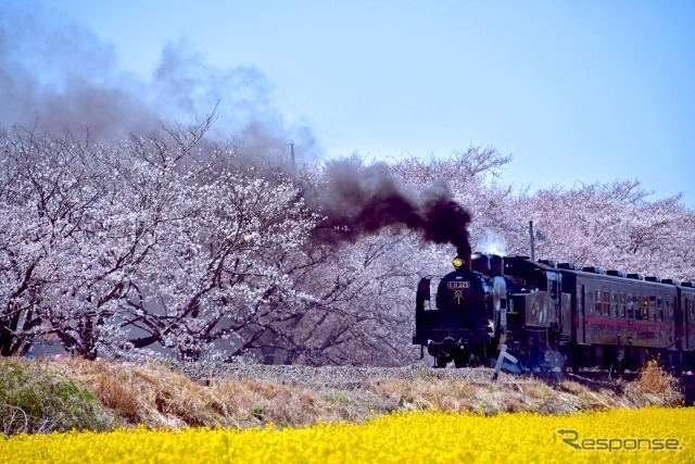 C11 325（真岡鐡道）