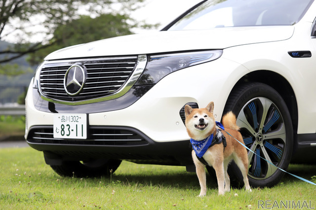 メルセデス・ベンツ EQC と柴犬のハル