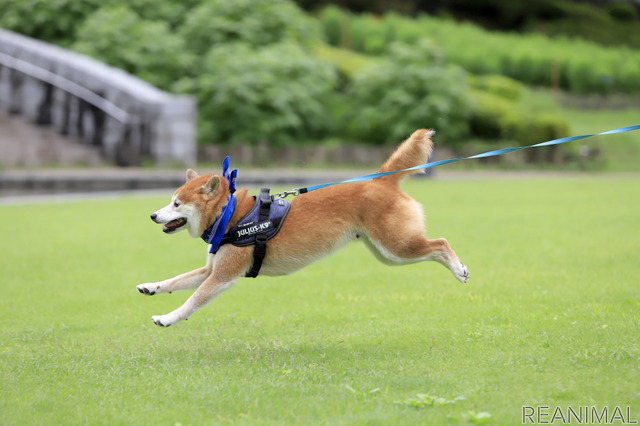 柴犬のハル