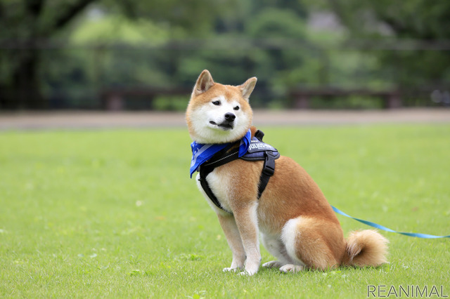 柴犬のハル