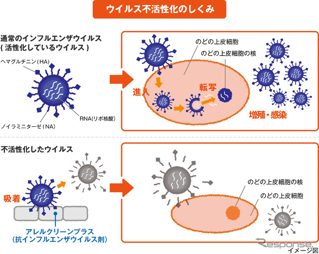 ウイルス不活性化の仕組み。