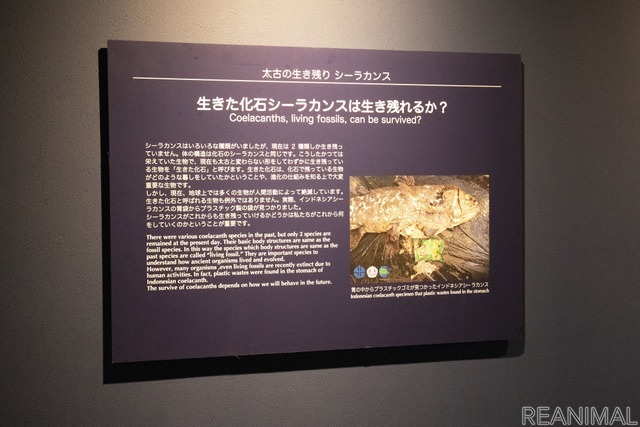 20周年企画展「シーラカンスからメダカまで ~さまざまな生き物が暮らす水の惑星『地球』~」