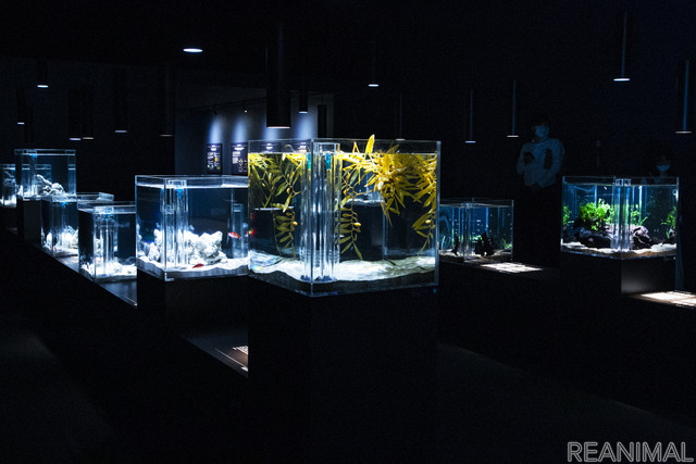 20周年企画展「シーラカンスからメダカまで ~さまざまな生き物が暮らす水の惑星『地球』~」