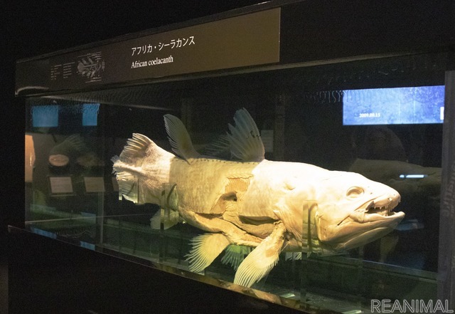 アフリカ・シーラカンスの標本(「海・生命の進化」)