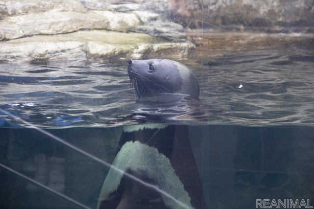 クラカケアザラシのくらまる（「北の海の海獣・海鳥」）