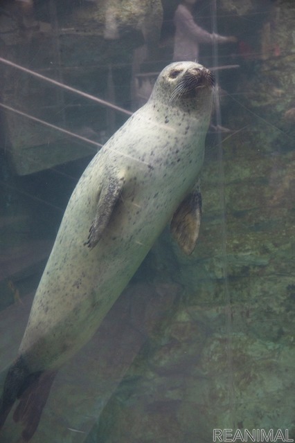 ゴマフアザラシ(「北の海の海獣・海鳥」)