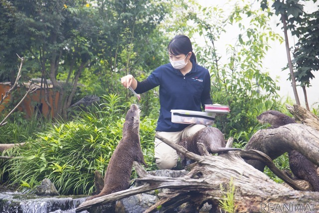 ユーラシアカワウソ(「カワウソのふち」)