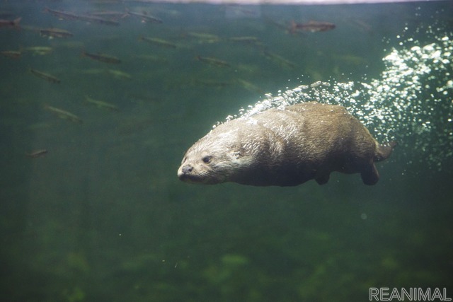 ユーラシアカワウソ(「カワウソのふち」)