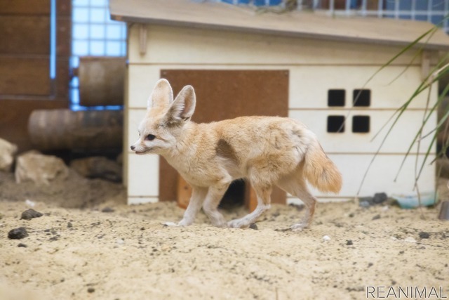 フェネック(「子ども体験館 アクアマリンえっぐ」
