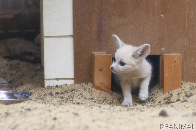 フェネック(「子ども体験館 アクアマリンえっぐ」