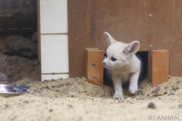 フェネック（「子ども体験館 アクアマリンえっぐ」