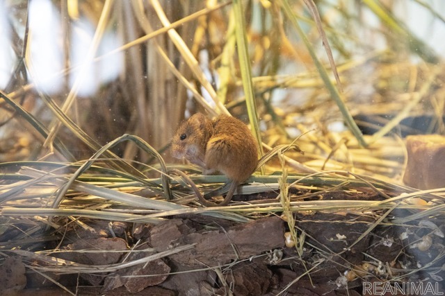 カヤネズミ(「わくわく里山・縄文の里」)