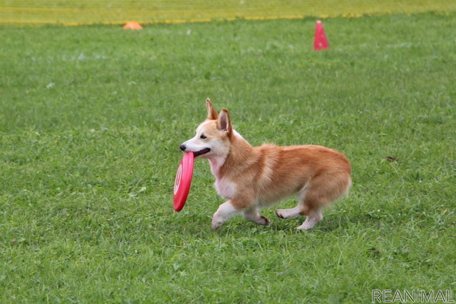 フリスビードッグ 殿堂犬フェスタ IN 栃木宇都宮