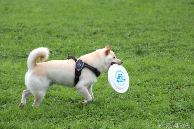 フリスビードッグ 殿堂犬フェスタ IN 栃木宇都宮