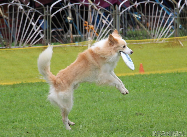 フリスビードッグ 殿堂犬フェスタ IN 栃木宇都宮