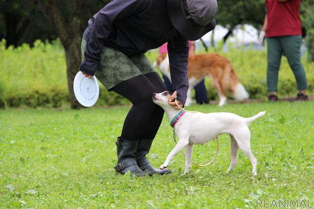 フリスビードッグ 殿堂犬フェスタ IN 栃木宇都宮