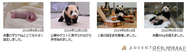 アドベンチャーワールド、ジャイアントパンダ「彩浜」がまもなく2歳に！