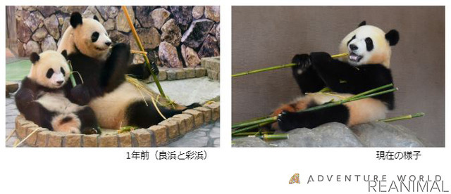 アドベンチャーワールド、ジャイアントパンダ「彩浜」がまもなく2歳に！